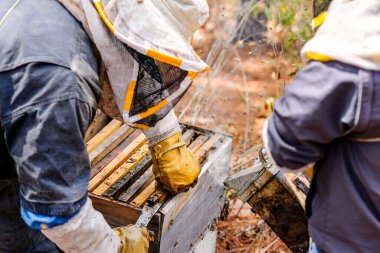 Arılarla dolu bal kovanları olan bir arı kovanına yakın çekim.