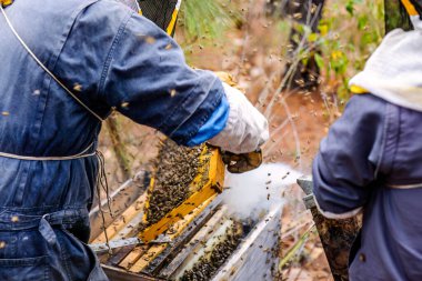 Latin çiftçiler arıların sağlığını doğrulamak için kovanları inceliyor. Arıcılar kovanın ahşap çerçevelerini söker..