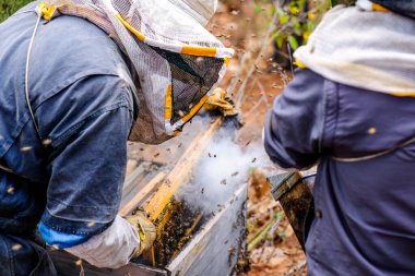 Arı kovanının önünde bal petekleriyle çalışan Latin erkeklerin arkalarından görüntüler.
