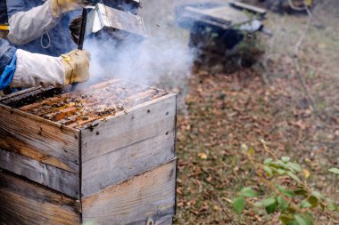 Latin çiftçiler bal içeren bal peteklerini ayıklamak için kovana duman üflüyorlar..