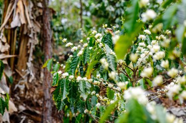 Çiçek sahnesindeki güzel kahve çalıları. Kahve çiçekleri. 
