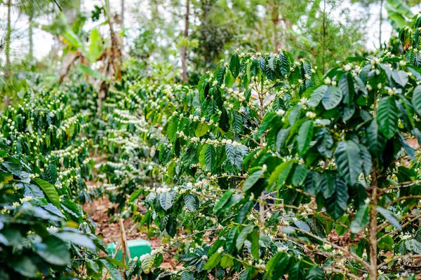 Çiçek sahnesindeki güzel kahve çalıları. Kahve çiçekleri. 