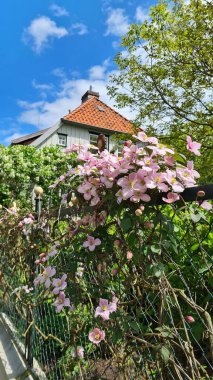 Pembe Clematis 'in Pembe Çitin Üzerinde Bir Görüntü Fotoğrafı Geleneksel Bina ve Arka planda Mavi Gökyüzü ile Almanya' nın Ratzeburg Eski Kasabası 'nda Çiçek Açıyor