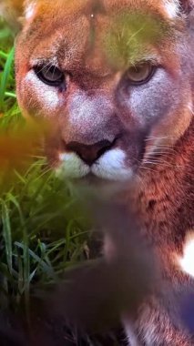 Ormanda bir leopar gördüm.