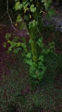 Nehir suyunun sakin atmosferi sık bir ormanın ortasında akıyor.