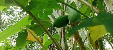 Papaya ağaçları yeşil ormanın ortasında bol bol yetişiyor.