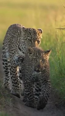 İki jaguar yolda yürüyor.