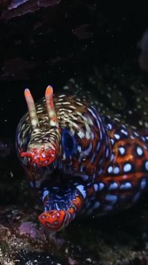 Deniz tabanında yılan balığı.