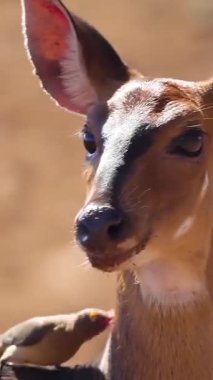 Impala hayvanat bahçesinde.