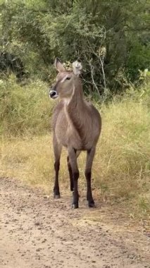 Impala hayvanat bahçesinde.