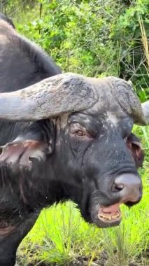 Çimen tarlasında bufalo