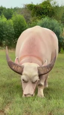 Çimen tarlasında albino bufalo