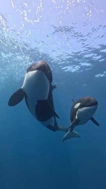 Deniz yüzeyinde Orka balinası