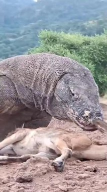 Komodo ejderhası vahşi doğada avlanıyor.