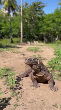 Vahşi komodo ejderhaları, doğal ortamlarında görkemli yaratıklar.