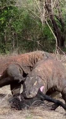 Komodo ejderhası vahşi doğada avlanıyor.