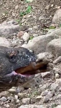 Komodo ejderhası vahşi doğada avlanıyor.