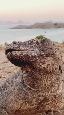 Vahşi komodo ejderhaları, doğal ortamlarında görkemli yaratıklar.