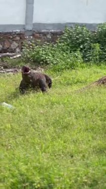 Vahşi komodo ejderhaları, doğal ortamlarında görkemli yaratıklar.