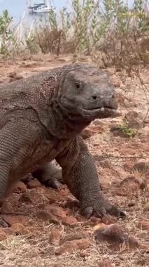 Vahşi komodo ejderhaları, doğal ortamlarında görkemli yaratıklar.