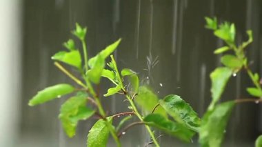 Kaldırıma düşen yağmur damlaları rahatlatıcı ve huzurlu bir atmosfer yaratıyor.