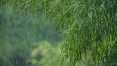 Kaldırıma düşen yağmur damlaları rahatlatıcı ve huzurlu bir atmosfer yaratıyor.
