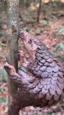 Hayvanat bahçesindeki trenggalek