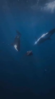 Orka balinası deniz kaplumbağasını avlar.