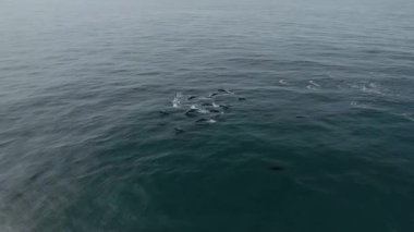Denizden çıkan balina manzarası
