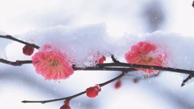Pembe Yapraklar ve Doğanın Tam Çiçekli Güzelliğinin Nefes Kesen Gösterimi
