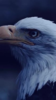 Vahşi doğadaki bir kartalın keskin bakışları.