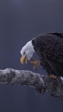 Vahşi doğadaki görkemli kartal.