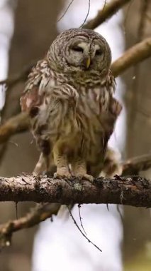 Vahşi baykuştaki vahşi bir ağaç dalında baykuş gördüm vahşi bir ağaç dalında