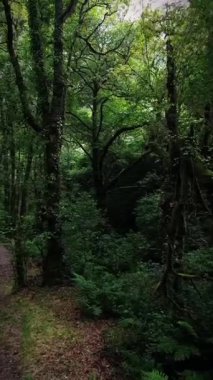 Zümrüt ormanı, doğanın güzelliğinin her ayrıntıya işlediği bir huzur cennetidir. Ağaçlar uzun ve görkemli, yaprakları rüzgarda dans eden yeşil bir kaleydoskop gibi