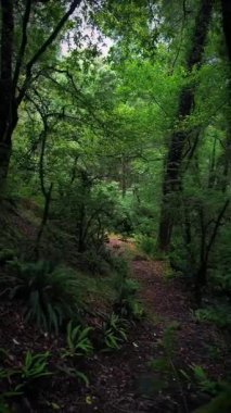 Zümrüt ormanı, doğanın güzelliğinin her ayrıntıya işlediği bir huzur cennetidir. Ağaçlar uzun ve görkemli, yaprakları rüzgarda dans eden yeşil bir kaleydoskop gibi
