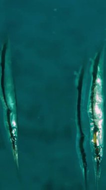 Fish swim gracefully, their scales shimmering in shades of blue, red and gold as they swiftly and weave through the water. The gentle movement of their fins creates a soothing rhythm