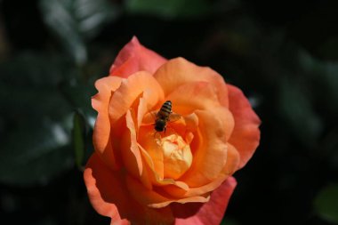 Turuncu bir gülü dölleyen arı