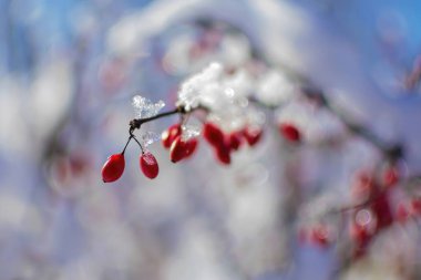 Kırmızı böğürtlen yakın çekim bir çalılık üzerinde kar ile kaplı, buzlu dalları bulanık bir arka plan ve mavi gökyüzü.