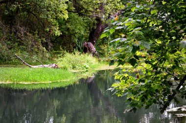 Nehir suyuna yansıyan yeşil yapraklarla kaplı sakin bir nehir kıyısı, barışçıl bir doğayı anımsatıyor..