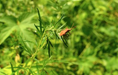 Yeşil bir bitkinin üzerine tünemiş bir böcek kaplumbağasının yakın plan görüntüsü, doğal ortamdaki yemyeşil bitki örtüsüyle çevrili..