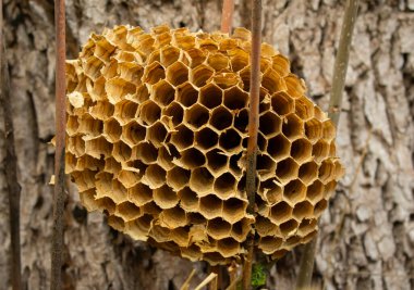 Parktaki balkabağı şeklinde parlak bir ışık tesisi akşam arkaplanına vuran parlak bir ışık ile neşeli bir atmosfer yaratır..