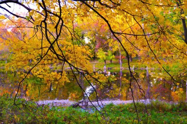 Sessiz bir orman ortamında sessiz bir gölette sarkan sarı yapraklarla sonbahar ağaçlarının manzarası sonbahar renklerini yakalıyor..