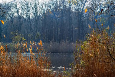 Sonbaharda kuru sazlıklar ve çıplak ağaçlarla çevrili sakin bir göl. Altın güneş ışığı manzaranın sıcak tonlarını vurgular.  