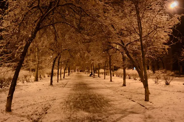 Sokak lambalarının altında karla kaplı ağaçlarla dolu sessiz bir cadde.