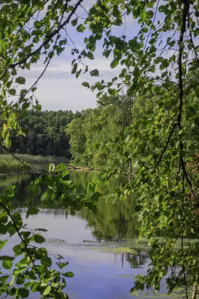 Bereketli yeşilliklerle çevrili sakin bir orman gölü, sakin bir yaz gününde mavi bir gökyüzünün altındaki dalların arasından izleniyor..