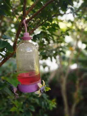 Kırmızı sıvıyla dolu canlı bir kuş besleyicisi bahçedeki yemyeşil yaprakların arasında bir ağaç dalında asılı duruyor. Bu da kuşlar için barışçıl ve davetkar bir ortam olduğunu gösteriyor..