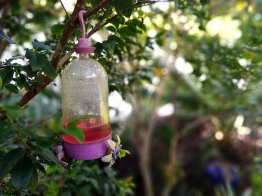 Ağaç dalından sarkan sinekkuşu yemliğinin yakın çekimi. Arkaplanı gür, bulanık yapraklarla dolu. Besleyici kısmen kırmızı nektarla dolu, doğal ortamda küçük kuşları çekiyor..