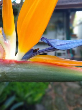 Cennetin Kuşu 'nun canlı bir yakın çekimi parlak turuncu ve mor taç yapraklarını içine yerleştirilmiş küçük bir böcekle bulanık bir bahçe arka planına karşı sergiliyor..