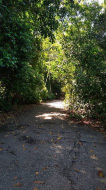 Yoğun bitki örtüsü ve yaprakları delip geçen güneş ışığıyla aydınlatılan uzun ağaçlarla çevrili dolambaçlı bir yol. Çevrenin gölgeleri ve serinliği huzurlu ve rahatlatıcı bir atmosfer yaratıyor. Açık hava yürüyüşleri veya tefekkür anları için ideal.