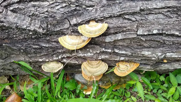 Yaşlanmış bir ağaç gövdesinde büyüyen renkli mantarların yakın çekimi, canlı yeşil otlarla çevrili, kırsal dokular, doğanın güzelliğini ve çürümeyi anımsatıyor..